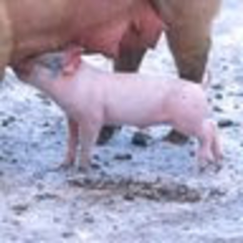 Meet your Posher, Karun